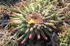 Euphorbia flanaganii