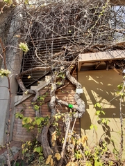 Combretum microphyllum