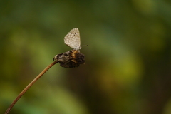 Pseudozizeeria maha okinawana
