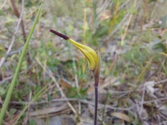 Caladenia rigida