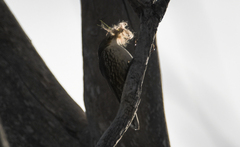 Cormobates leucophaea