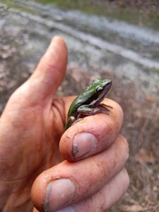 Litoria adelaidensis