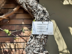 Combretum microphyllum