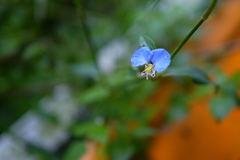 Commelina auriculata