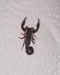 Scorpionoidea