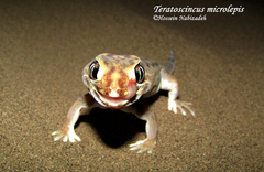 Teratoscincus microlepis