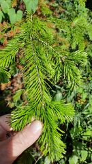 Abies sibirica