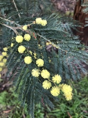 Acacia dealbata