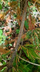 Abies sibirica