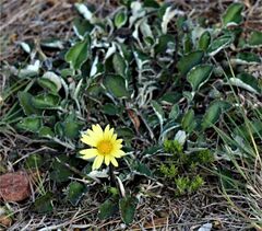 Gazania
