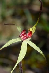 Caladenia fulva