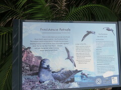 Procellariidae