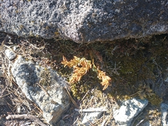 Cryptogramma acrostichoides
