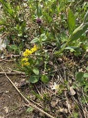 Draba ogilviensis
