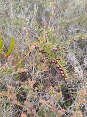 Boronia megastigma