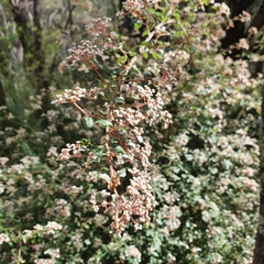 Spyridium parvifolium