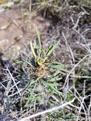 Euphorbia loricata