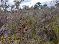 Boronia megastigma