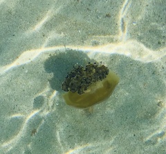 Cotylorhiza tuberculata