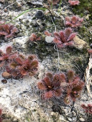 Drosera aberrans