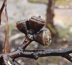Eucalyptus notabilis