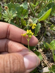Draba ogilviensis