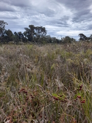 Boronia megastigma