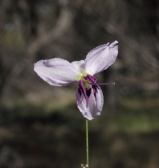 Dichopogon capillipes