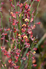 Daviesia brevifolia
