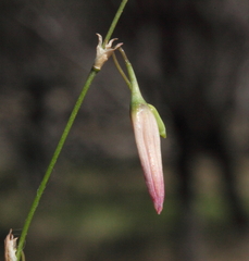 Dichopogon capillipes