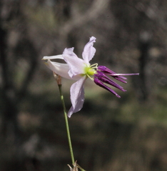 Dichopogon capillipes
