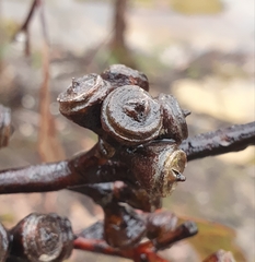 Eucalyptus notabilis