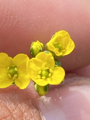 Draba ogilviensis