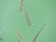Chelon labrosus