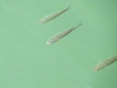 Chelon labrosus