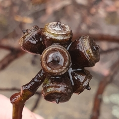 Eucalyptus notabilis