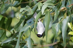Melithreptus lunatus