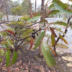 Eucalyptus notabilis