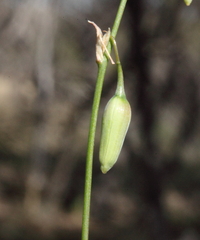 Dichopogon capillipes