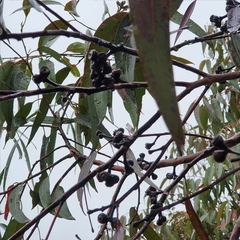 Eucalyptus notabilis