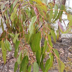 Eucalyptus notabilis