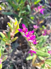Tetragonia