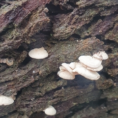 Panellus