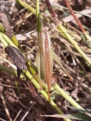 Conocephalus fuscus