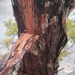 Eucalyptus notabilis