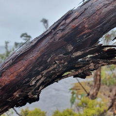 Eucalyptus notabilis