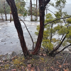 Eucalyptus notabilis