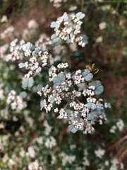 Spyridium parvifolium