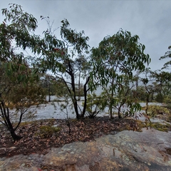 Eucalyptus notabilis