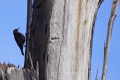 Cormobates leucophaea